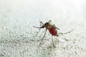 Female mosquitoes are the ones that bite
