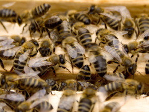 bee removal in austin pest control