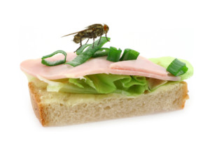 pests like roaches and arachnids may become a more common food source in the future bug eating bug recipes 