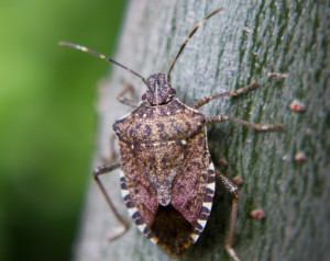 stinkbugs shelter in the crevices of your property pest control atlanta