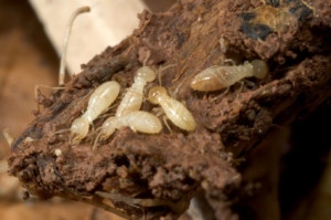 termite infestations often have recognizable signs
