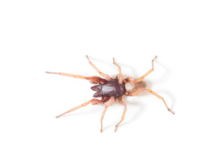 brown recluse spiders contain flesh-eating venom