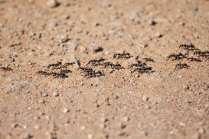 Ants can make your life miserable in several ways