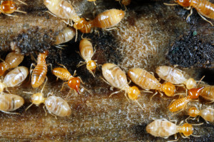 Most termite infestations in Texas consist of drywood termites
