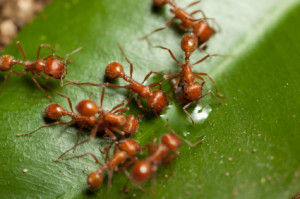 Fire ants establish colonies in sunny, open space