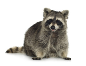 raccoons can cause serious damage and injuries