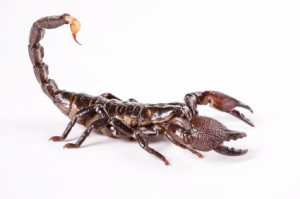 scorpion infestations are becoming increasingly common in the san antonio area