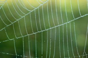 spiderweb_istock
