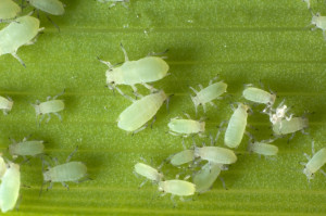 aphids are a common diurnal pest