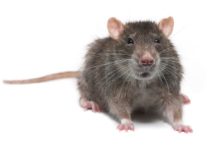 Rodents typically enter your home during cooler weather