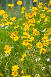 Lanceleaf coreopsis will bloom even in partially shaded spots