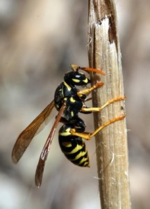 Several species of wasp are endemic to the Austin area