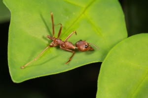Crazy ants are taking the place of fire ants in the San Antonio area