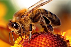Honey bees are an integral part of the Earth's ecosystem