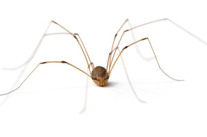 Are daddy long legs really poisonous?