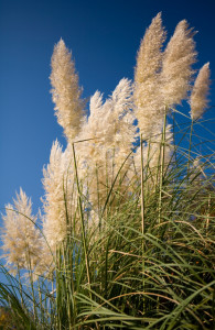 Pampas grass, while beautiful, has a mixed reputation