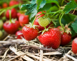 Strawberries are one of the easiest and tastiest choices for home gardening