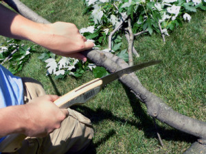 Tree pruning is crucial for managing Texas Oak Wilt