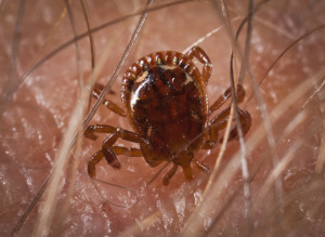 Ticks feed on a variety of different creatures, including humans