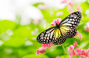 Creating a butterfly garden is easier than you may think