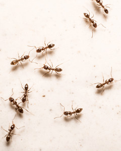 Is every ant you see in your home a sign of an infestation?