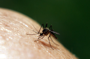These strategies for mosquito control can help you stay comfortable and disease-free this summer