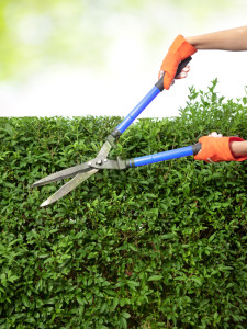 Incorporating hedges into your landscaping can provide some much-needed privacy