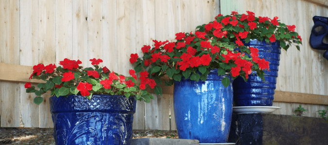 Heat tolerant container plants