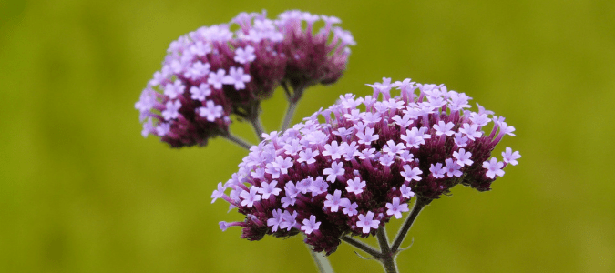 A verbena plant