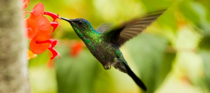 When do hummingbirds come back in Spring