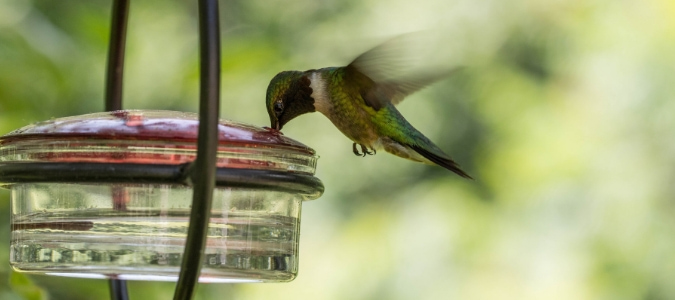 When to start feeding hummingbirds