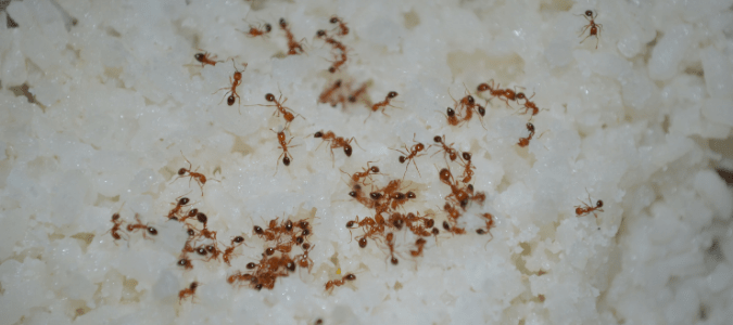 Sugar ants in bathroom