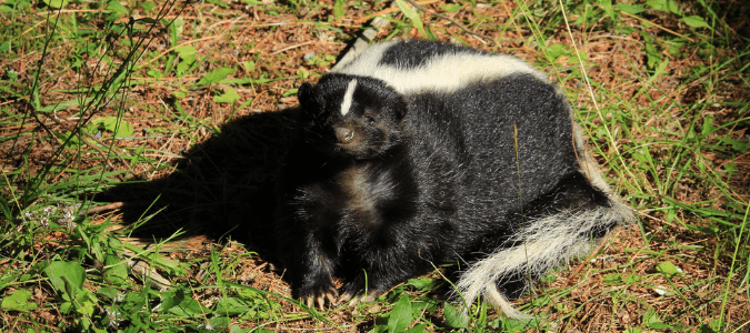How to get rid of skunks