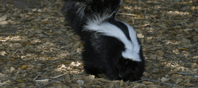 When do skunks have babies