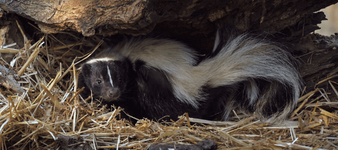 Where do skunks live