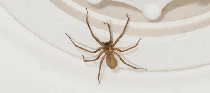 a brown recluse spider crawling up a wall