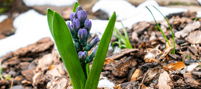 A purple hyacinth next to weeds that are growing through mulch