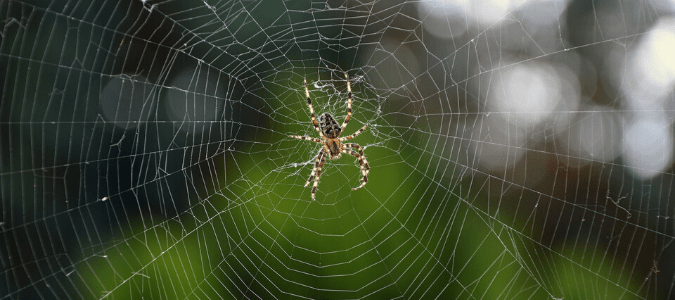 A brown and white striped spider sitting on a web