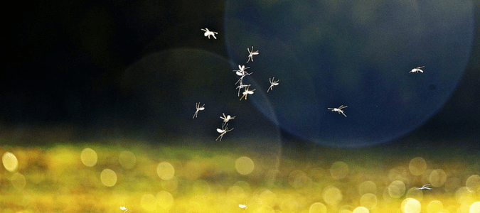 A group of mosquitoes flying around at dusk 