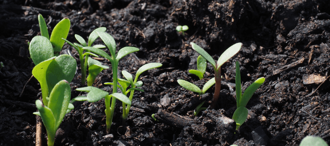 Vegetables growing out of topsoil