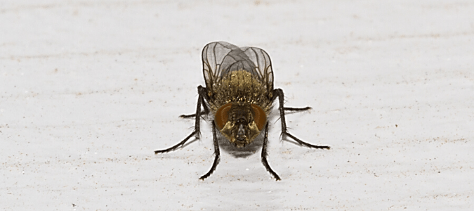 A cluster fly on top of a countertop