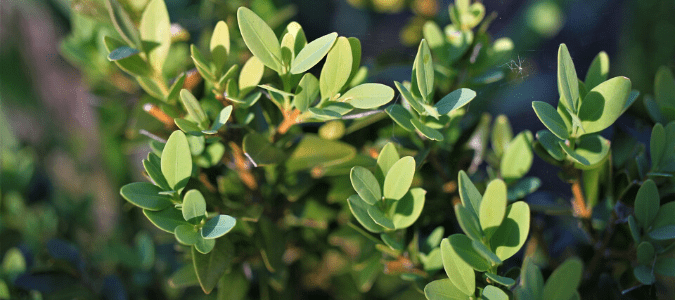 A Japanese boxwood shrub which is considered a Texas evergreen shrub