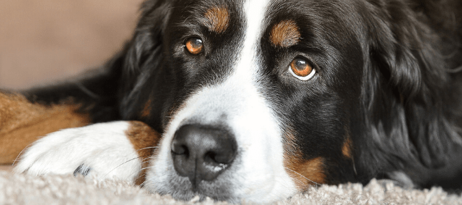 A Bernese Mountain Dog that brought fleas into the home
