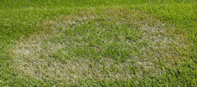 A lawn that has brown patch, which is a common cause of yellow spots in grass
