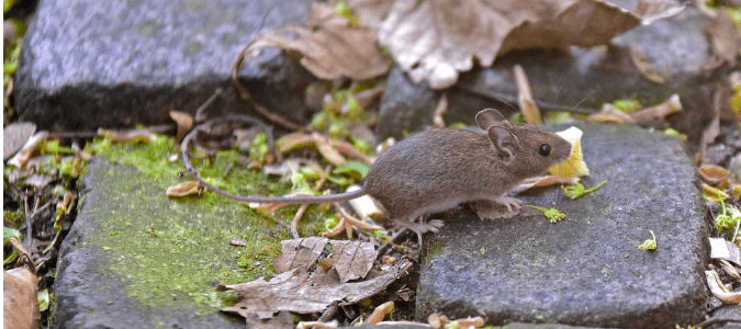 A flea infested mouse running along a stone walkway