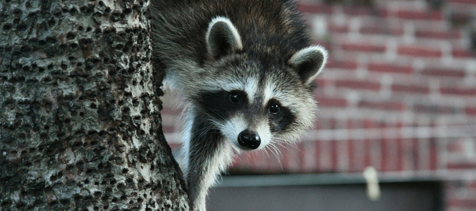 A raccoon climbing down a tree, which may lead a homeowner to wonder, "Do raccoons attack?" 