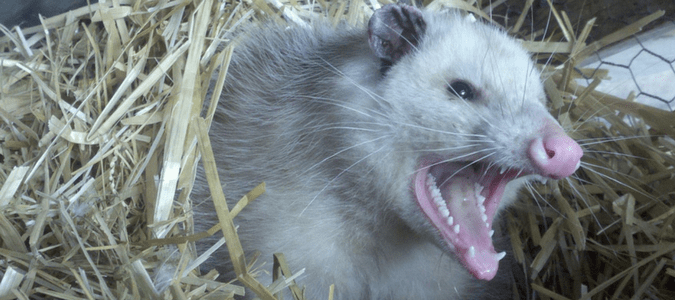 A possum bearing its teeth as if it was going to attack