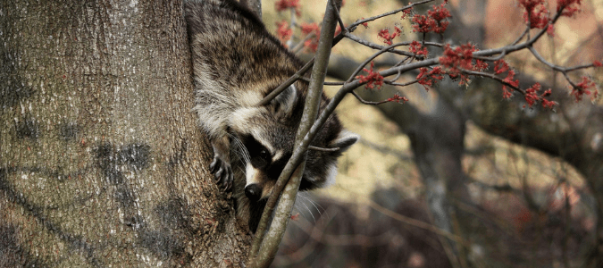a raccoon climbing down a tree