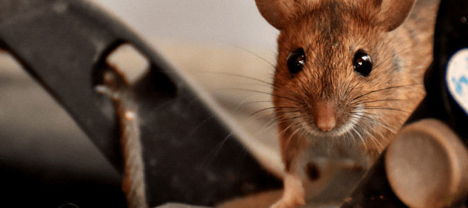 A mouse scurrying around in an attic