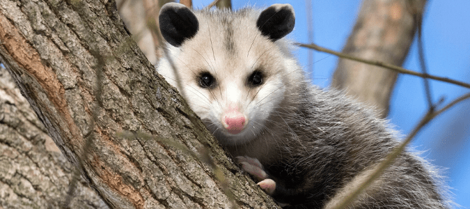 A possum on a tree outside of someones home, leading them to wonder how to get rid of possums